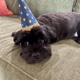 Entry image for Koda