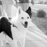 Entry image for Scuttlebutt 