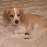 Entry image for Honey