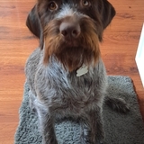 Entry image for Pepper