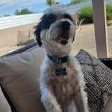 Entry image for Monty