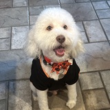 Entry image for Spooky Dahukey