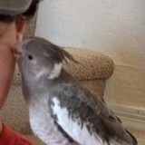 Entry image for Paco