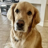 Entry image for Lilo