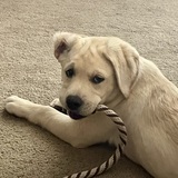 Entry image for Jetta