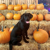 Entry image for Flame