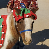 Entry image for Dolly