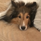 Entry image for Ozzie 