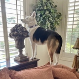 Entry image for Daisy Blossom