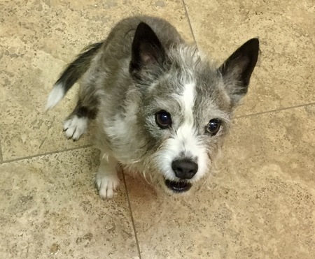 Entry image for Cricket. Clicking this image will show a larger photo