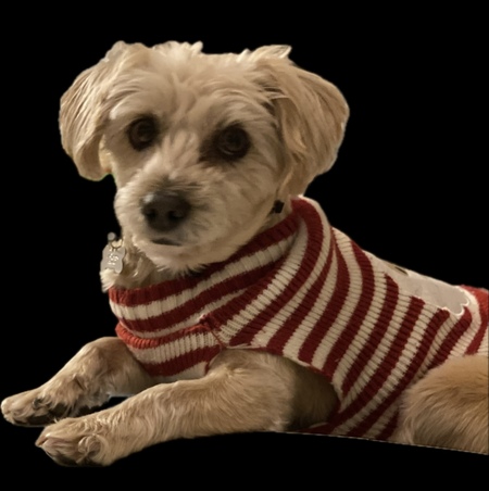 Entry image for Piper. Clicking this image will show a larger photo