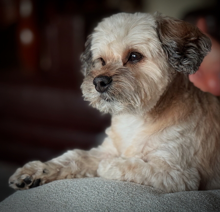 Entry image for Enzo. Clicking this image will show a larger photo