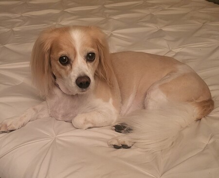 Entry image for Honey. Clicking this image will show a larger photo