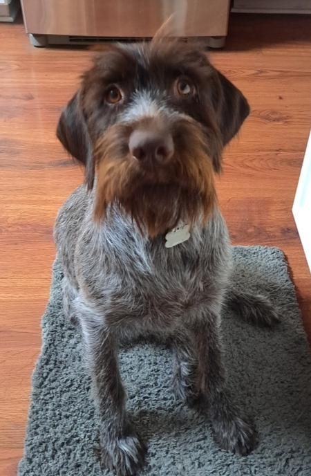 Entry image for Pepper. Clicking this image will show a larger photo