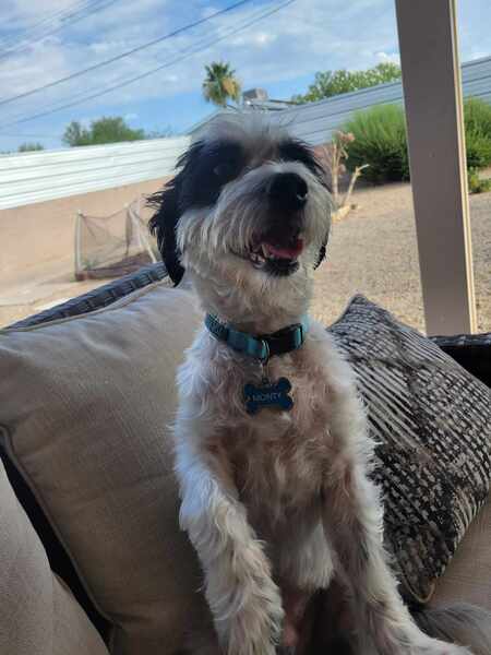 Entry image for Monty. Clicking this image will show a larger photo