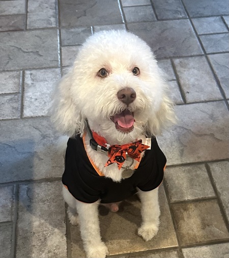 Entry image for Spooky Dahukey. Clicking this image will show a larger photo