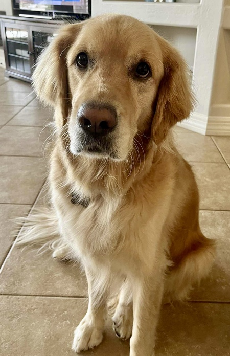 Entry image for Lilo. Clicking this image will show a larger photo