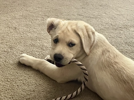 Entry image for Jetta. Clicking this image will show a larger photo