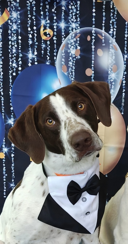 Entry image for Ranger. Clicking this image will show a larger photo