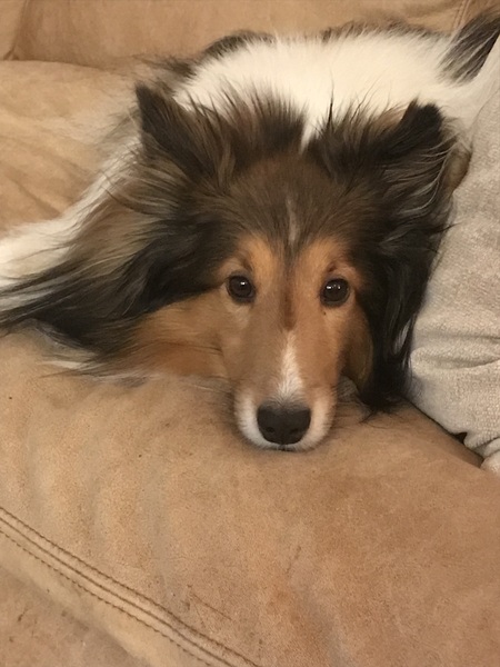 Entry image for Ozzie . Clicking this image will show a larger photo