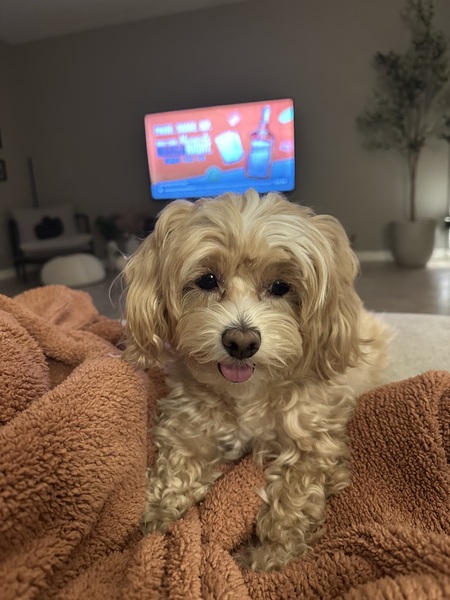 Entry image for Millie . Clicking this image will show a larger photo