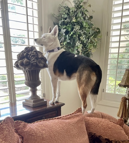 Entry image for Daisy Blossom. Clicking this image will show a larger photo