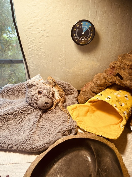 Entry image for Vinny. Clicking this image will show a larger photo