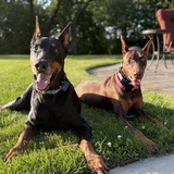 Entry image for Zander and Penny