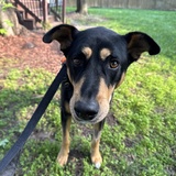 Entry image for Ollie