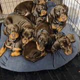 Entry image for Emma's Puppies