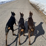Entry image for Ranger, Remi, and Ronan