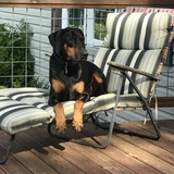 Entry image for Roscoe
