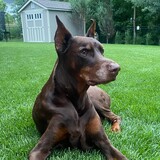 Entry image for Sebastian