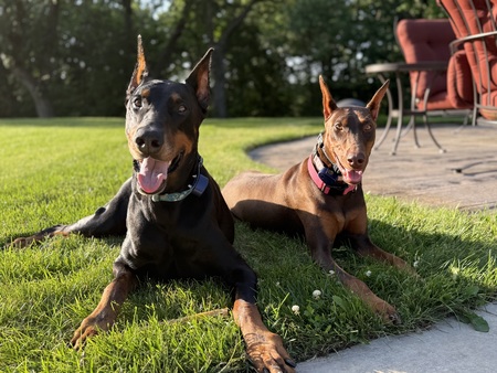Entry image for Zander and Penny. Clicking this image will show a larger photo