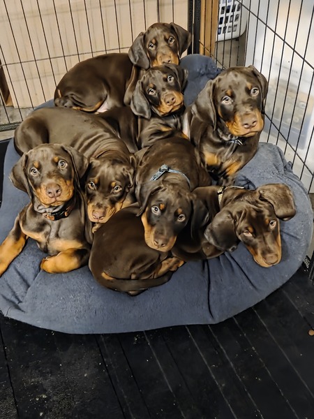 Entry image for Emma's Puppies. Clicking this image will show a larger photo