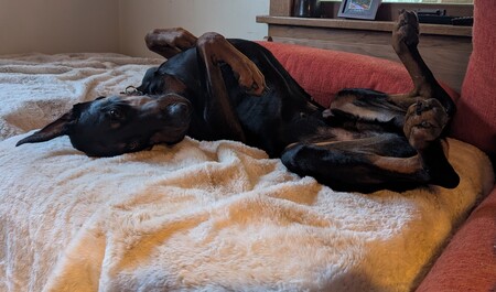 Entry image for Chucho. Clicking this image will show a larger photo