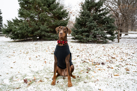 Entry image for Bibi. Clicking this image will show a larger photo