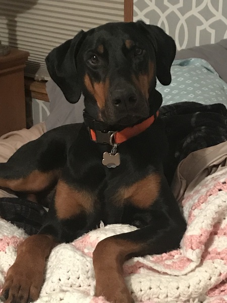 Entry image for Roscoe. Clicking this image will show a larger photo