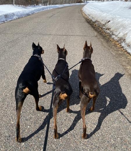 Entry image for Ranger, Remi, and Ronan. Clicking this image will show a larger photo
