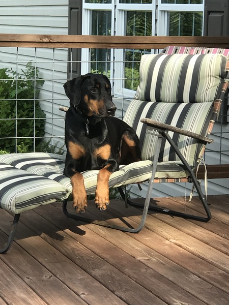 Entry image for Roscoe. Clicking this image will show a larger photo