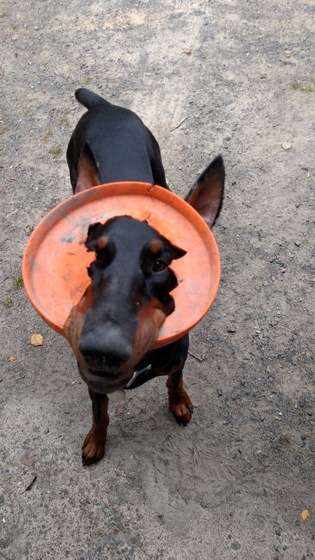 Entry image for Odin. Clicking this image will show a larger photo