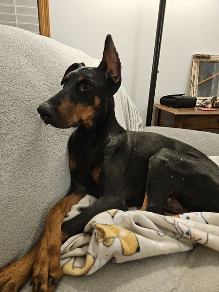 Entry image for Freya. Clicking this image will show a larger photo