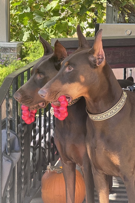 Entry image for Monie & Briggs. Clicking this image will show a larger photo