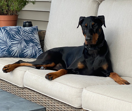 Entry image for Zeus. Clicking this image will show a larger photo