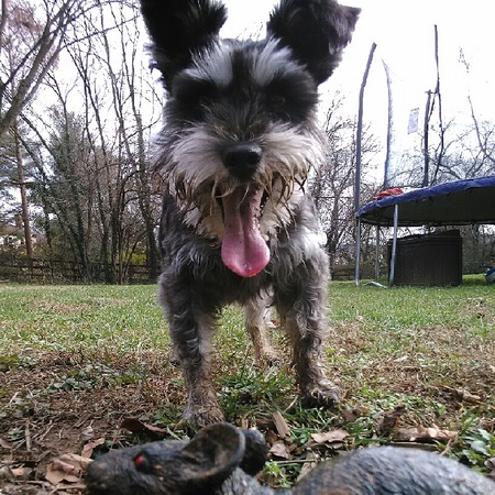 Gizmo 