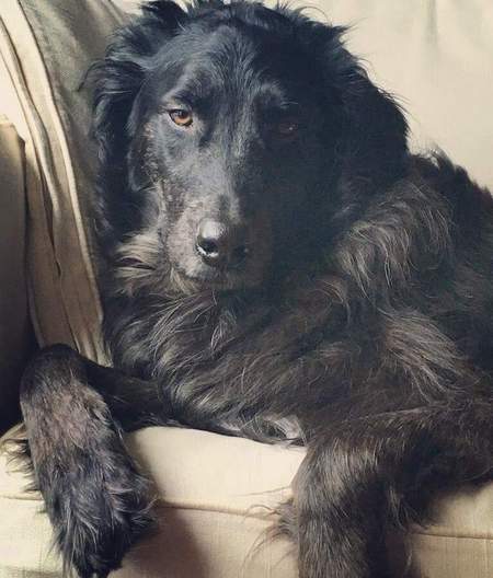 Majestic Finn McCool