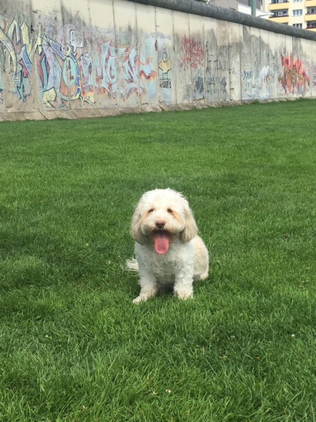 Kricket 