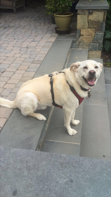 Mudge