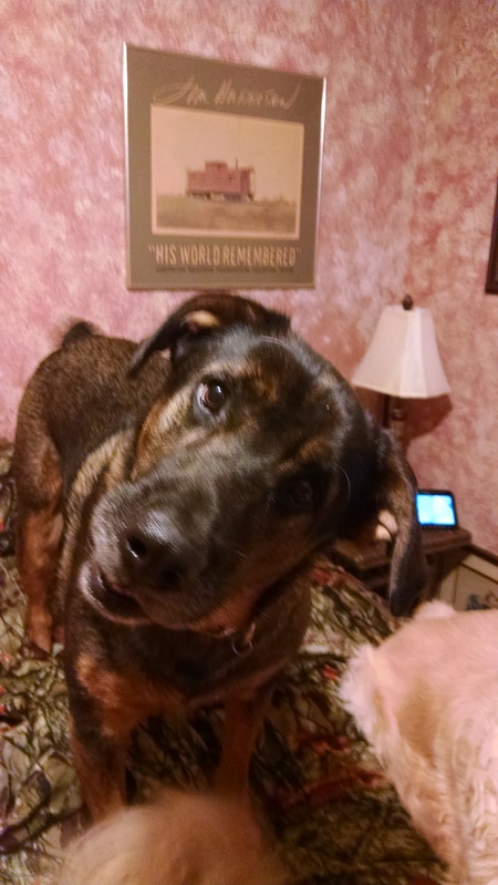 Gulliver aka Gully