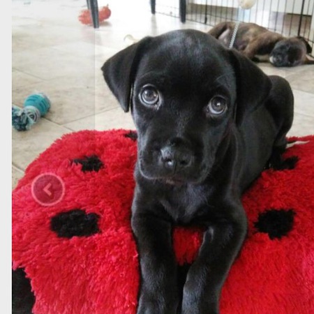 Cooper(cyan puppy Shadow)